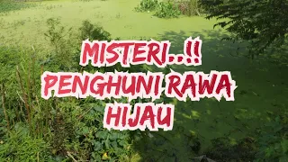 Misteri‼️ikan penghuni rawa hijau yang diselimuti tumbuhan mata lele | Solo Fishing