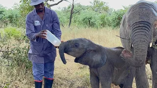 An Update on Phabeni & The Herd! One Big Happy Elephant Family 💚🐘