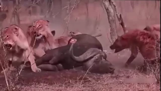 Four lions attacked the buffalo see what happens next