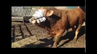 ANKA Hoof Trimming Crush. Limousin Bull