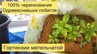 100% Черенкование одревесневших побегов ГОРТЕНЗИИ МЕТЕЛЬЧАТОЙ Eva topiary garden