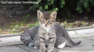 Два котенка играют с хвостом. Funny Kittens КОТЯТА.Смешные кошки.Видео для Детей.Смешные КОТИКИ.