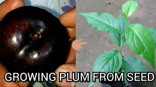 how to grow plums from seed