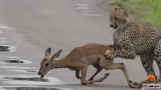 A young cheetah makes its first kill