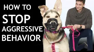 How To Train Your Dog To STOP SNAPPING at People (Stop Aggressive/Reactive Behavior)
