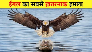 आज तो मगरमच्छ की शामत आई है । Most Dangerous Eagle Attacks in Wild Animals