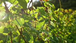 A Vineyard Of Grapes Plantation - 4K HD Video