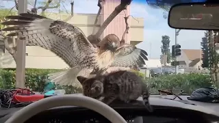 Kitten has NO REACTION TIME and is ALMOST EATEN by Hawk