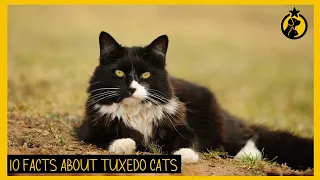10 Facts About Tuxedo Cat You Need To Know