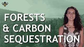 Forests & Carbon Sequestration