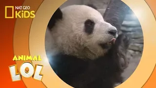 Panda Express | Animal LOL