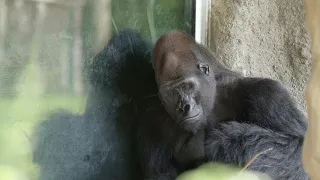 A very sad Gorilla at Zoo Miami