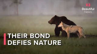 This unlikely friendship between a grey wolf and brown bear defies nature | Beautiful News