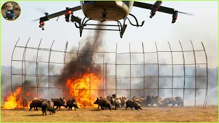 How Do American Farmers Deal with Millions of Wild Boar by Plane? Wild Boar Hunting