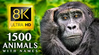 1500 ИМЕН И ЗВУКОВ ЖИВОТНЫХ 8K ULTRA HD