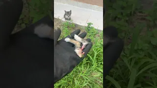 القطه الام تاكل صغارها