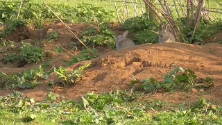 Rabbit shooting using a .22 CZ457 LR