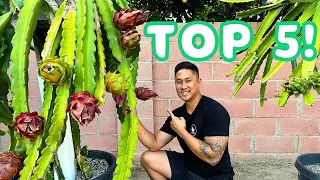 My Top 5 Sterile Dragon Fruit Varieties! Great For Your Collection.