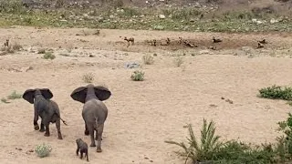 Elephants Protect Calf From Wild Dogs