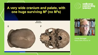 Harbin Skull with Chris Stringer! Is this a Denisovan?