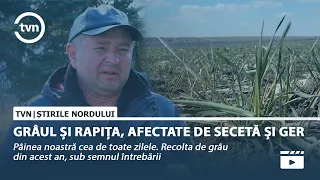 GRÂUL ȘI RAPIȚA, AFECTATE DE SECETĂ ȘI GER