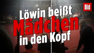 Zirkus-Horror in Russland | Löwin beißt Mädchen (4) in den Kopf