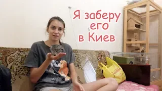 VLOG Надя возмущается. Вильнула хвостом и бросила семью.