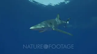 Curious Blue Shark comes close in clear water of the Atlantic Ocean