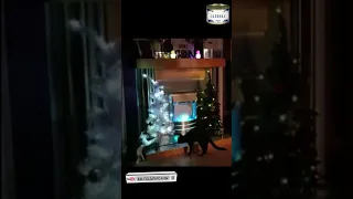 кот против ёлки cat vs christmas tree #shorts   полная победа  complete victory pvp  до слез