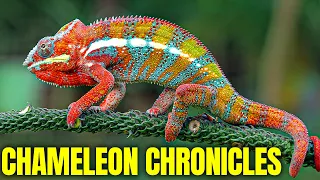 Chameleon Chronicles: Masters of Color and Camouflage