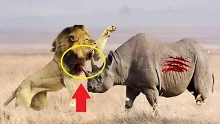 Лев Против Носорога, Гигантский Удав Против Коровы | Реальные Битвы Диких Животных