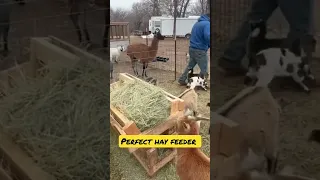 Perfect Hay Feeder For Goats!!  #farm #animal #family #hayfeeder #goats