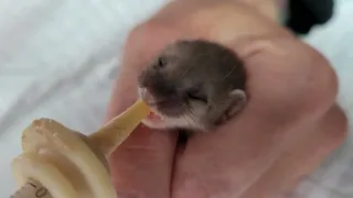 Bottle feeding Octavia the short tailed weasel - 4 weeks old.