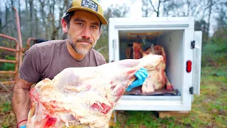 What it Takes to Harvest the Family Beef Cow on the Homestead