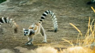 IMAX科普電影【馬達加斯加：狐猴之島】預告片
