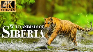 wild animals of Siberia 4k - Wonderful wildlife film with soothing music