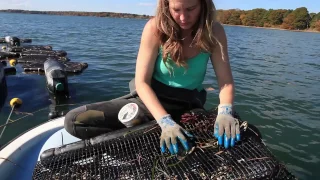 Getting Started in Shellfish and Seaweed Aquaculture