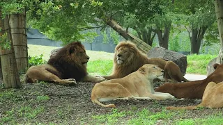 姫路セントラルパークのライオンたち３