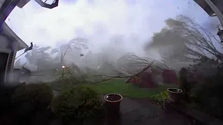 Every tree in this Michigan yard came down during tornado conditions