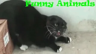 Angry cats compilation