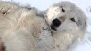 Wolf Belly Rubs