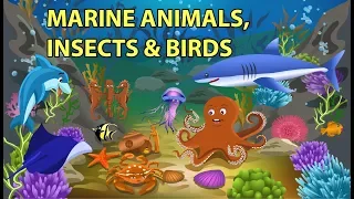 Sea Animals, Insects and Birds Names and Sounds