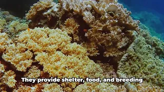 Tubbataha Reefs A Dive into Nature's MaRvel