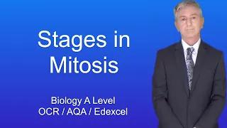 A Level Biology Revision "Stages in Mitosis"