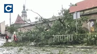 У центрі Львова впало дерево