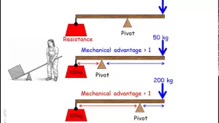 Lever systems in the human body