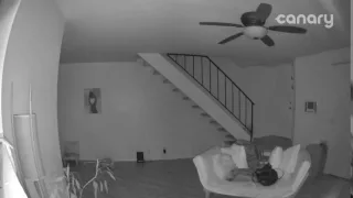 mystery sightings in the home captured on canary security cam