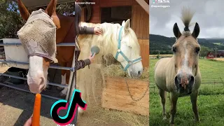 The Best HORSE TikTok Compilation 2022 #35