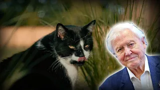 AI david attenborough narrates a documentary about my cat...