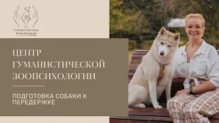 Как подготовить собаку к передержке?